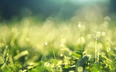 Why Your Phobia Is Not Ridiculous — According to Your Friendly Online Hypnotherapist