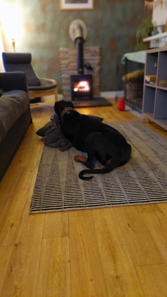 Doberman lying on a rug in front of a glowing log burner — a comforting scene of home, memory, and love.