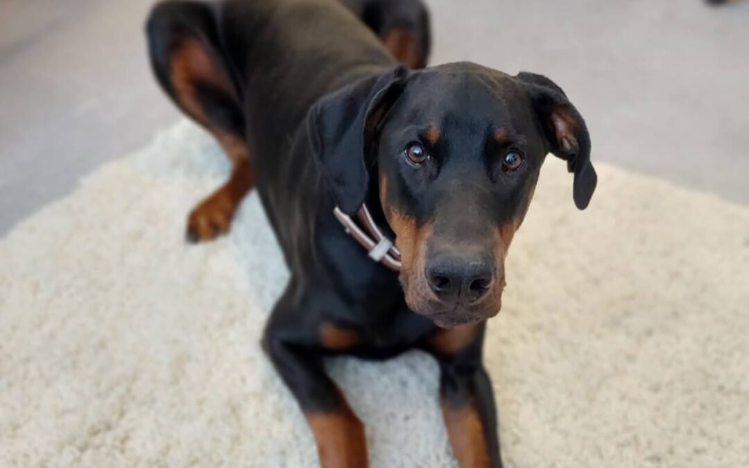 Doberman lying on a cream rug, a personal moment connected to pet grief and companionship.