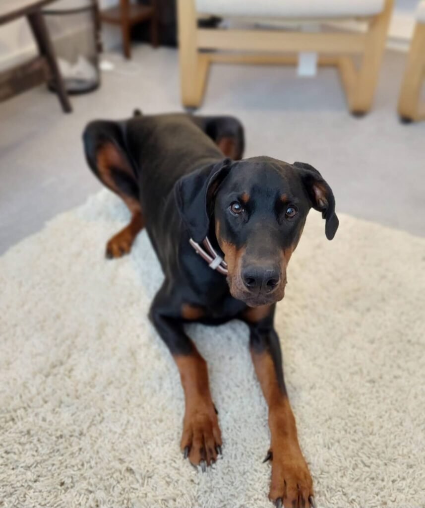 Doberman lying on a cream rug, looking up with calm eyes — a personal moment reflecting pet companionship and love.
