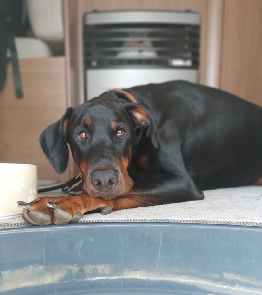 Doberman resting with head on paws beside a water bowl — a peaceful, reflective moment symbolising emotional connection
